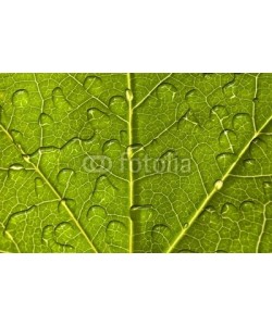 Delphotostock, Feuille et gouttes d'eau, macro