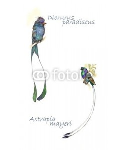 Nadiia Starovoitova, Watercolor Animal Collection: Birds of Paradise