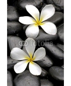 Mee Ting, Two frangipani flowers and massage oil on pebbles