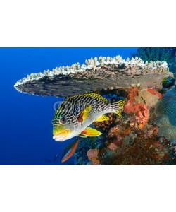 uwimages, Sweetlips fish, Plectorhinchus orientalis