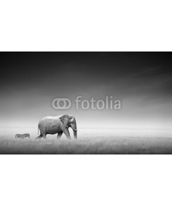 JOHAN SWANEPOEL, Elephant with zebra (Artistic processing)