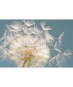 doris oberfrank-list, Pusteblume: Ich wünsche mir ....