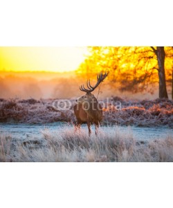 arturas kerdokas, Red deer in morning sun