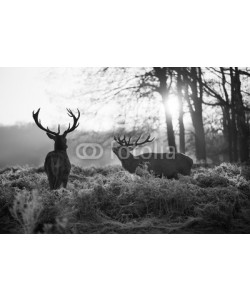 arturas kerdokas, Red deer in Richmond park
