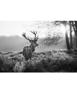 arturas kerdokas, Red deer in Richmond park