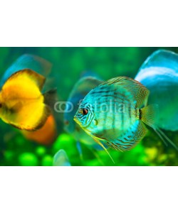Nitr, tropical fish