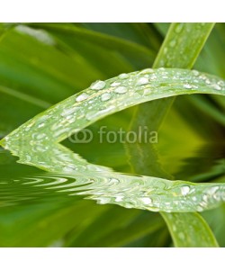 Delphotostock, Gouttes d'eau sur une feuille, reflets