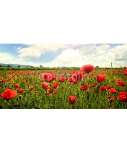 doris oberfrank-list, Den Sommer genießen: Klatschmohn-Wiese