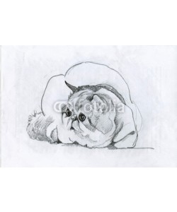 Nadiia Starovoitova, Animal Collection: Cat