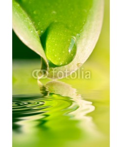 Delphotostock, Goutte d'eau sur une feuille, reflets