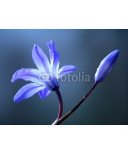 Anette Linnea Rasmus, blue spring flower
