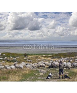 Blickfang, Schäfer auf Sylt