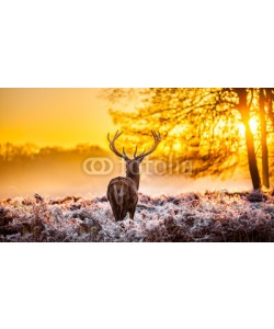arturas kerdokas, Red deer in the morning sun