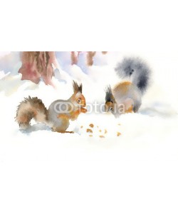 Nadiia Starovoitova, Winter squirrels eating nuts in the snow