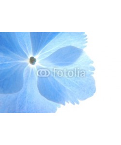 Anette Linnea Rasmus, Close-up of soft pastel blue hortensia flower