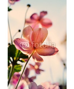 supertramp8, Beautiful anemone flowers in the soft late afternoon light