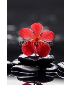 Mee Ting, still life with red orchid on pebble