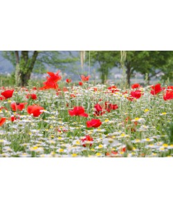 doris oberfrank-list, Klatschmohn-Wiese in der Pfalz :)