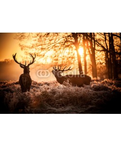 arturas kerdokas, Red Deer in Morning Sun.