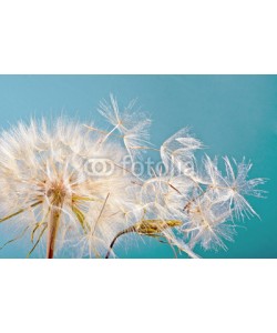 doris oberfrank-list, Dandelion clock :)