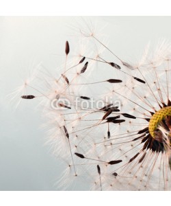 doris oberfrank-list, Dandelion clock :)