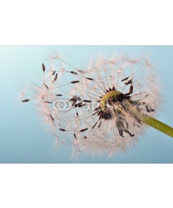 doris oberfrank-list, Dandelion clock: wishes and dreams    :)