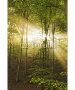 Blickfang, Sonne Nebel Wald