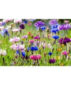 doris oberfrank-list, Bunte Blumenwiese mit Kornblumen :)