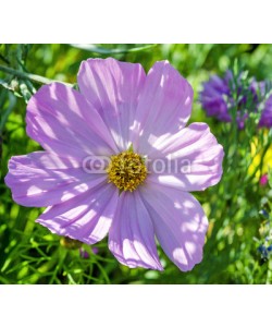 doris oberfrank-list, Schmuckkörbchen: Cosmea bipinnata