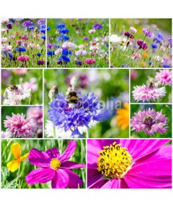 doris oberfrank-list, Collage: Bunte Kornblumen mit Bienen und Cosmeen :)