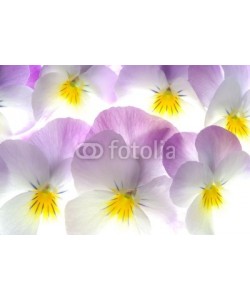 Anette Linnea Rasmus, colourful viola tricolor