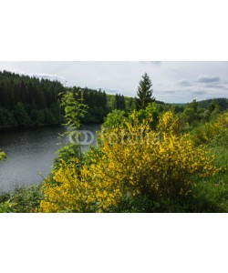 dina, Perlebachtalsperre bei Monschau, Eifel