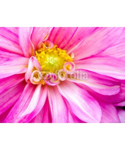 doris oberfrank-list, Closeup on a pink dahlia flower :)