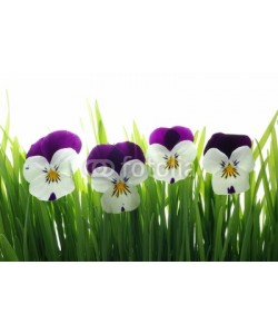 Anette Linnea Rasmus, viola tricolor in green grass