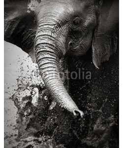 JOHAN SWANEPOEL, Elephant splashing water