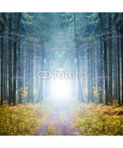 eyetronic, Mystischer Wald im Nebel