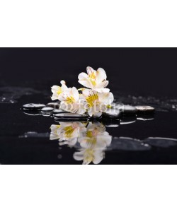 Mee Ting, branch white orchid on black pebbles with reflection