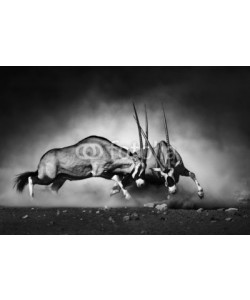 JOHAN SWANEPOEL, Gemsbok fight