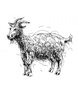 Kara-Kotsya, sketch doodle drawing of goat or sheep, chinese lunar symbol 201