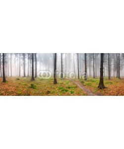 eyetronic, Nebel im Wald