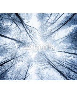 eyetronic, Winterlicher Wald