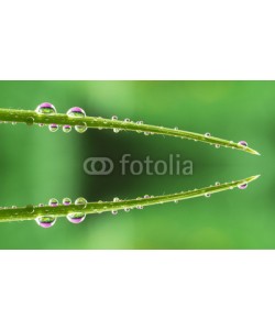 roberaten, water drops on grass