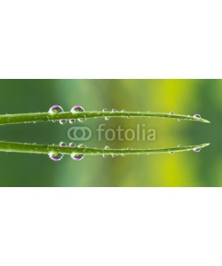 roberaten, water drops on grass