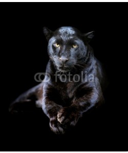 byrdyak, Black leopard