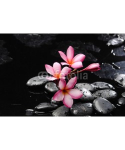 Mee Ting, frangipani and black wet pebbles