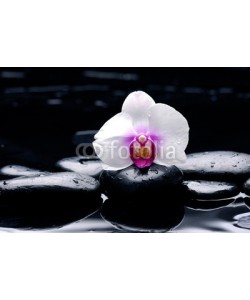 Mee Ting, white orchid with pebbles on wet background