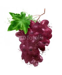 ~ Bitter ~, red grapes vector logo design template. wine making or Vineyard