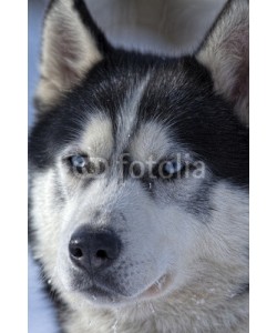Blickfang, Husky Portrait