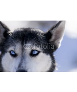 Blickfang, Husky