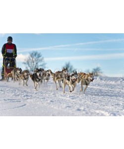 Blickfang, Hundeschlittenrennen Achtergespann